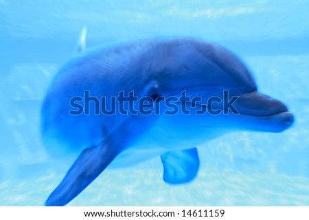 Pictures Of Dolphins Underwater. blue dolphin underwater