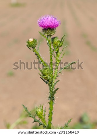 Milk Thistle plant( Silybum marianum ) herbal remedy . Common names include Scotch thistle, cardus marianus, blessed milk thistle, Marian Thistle, Mary Thistle, Saint Mary\'s Thistle.