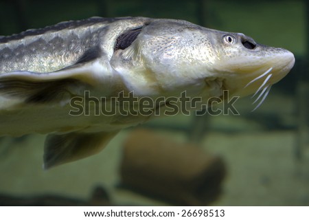 underwater predator fish closeup view