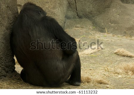 Animal Cruelty - Depressed Gorilla.