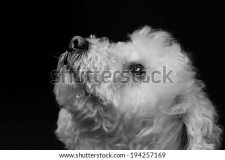 black and white dog portrait on black background