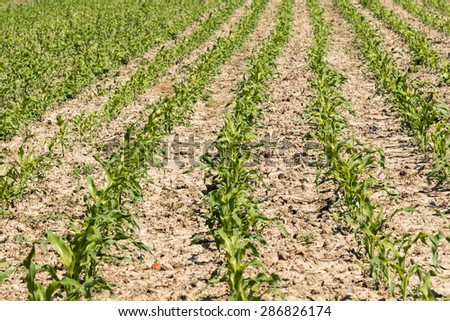 growing cultivated agricultural countryside green maize field
