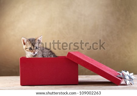 A kitten for present - young cat peeking out of a gift box, copy space