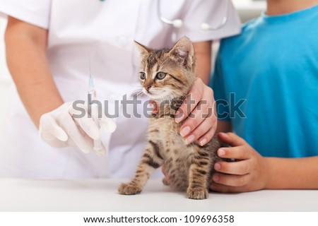 Little kitten at the veterinary - getting a vaccine