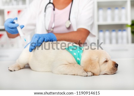 Cute young labrador puppy dog asleep on the table of the veterinary doctor - getting a vaccine while resting
