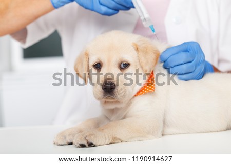 Cute labrador puppy dog getting a vaccine at the veterinary doctor - lying on the examination table