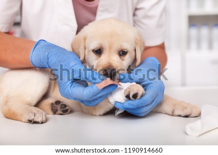 Cute labrador puppy dog getting a bandage on its paw at the veterinary doctor office - closeup