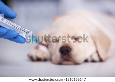 Hand holding syringe with vaccine for cute labrador puppy dog - veterinary care concept