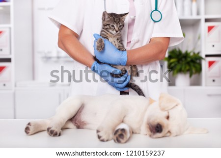 Young animals, kitten and puppy dog at the veterinary doctor - being examined and treated, focus on the cat