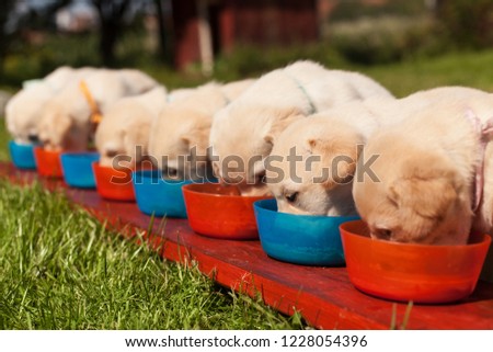 Bunch of small labrador puppies eating from their bowls arranged in a row