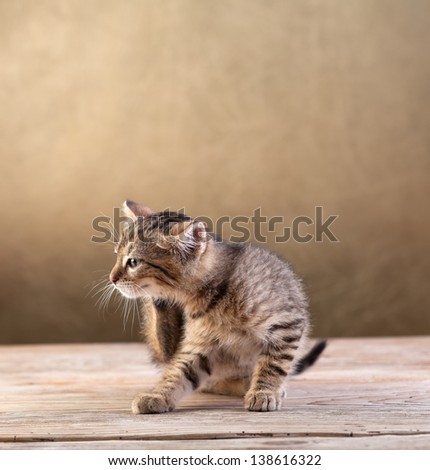 Small kitten sitting on old wooden floor scratching