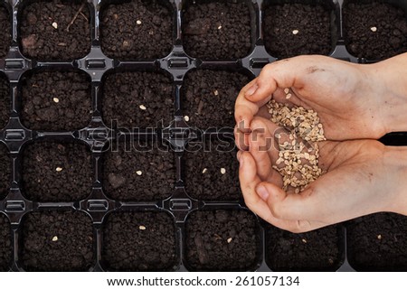 Hands holding spring seeds ready to sow in a germination tray - closeup