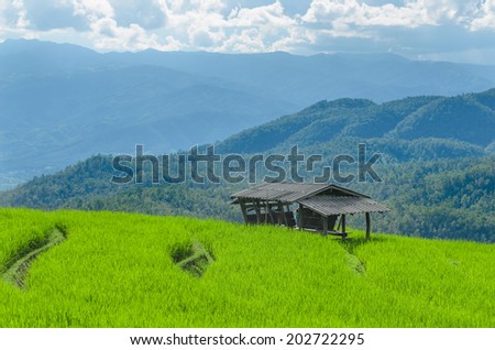 Rice farm on the mountain