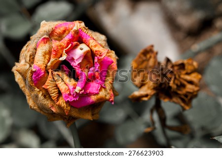 Wilted Flower for background