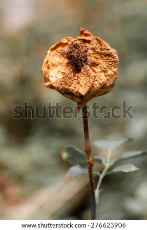 Single Wilted Flower for background