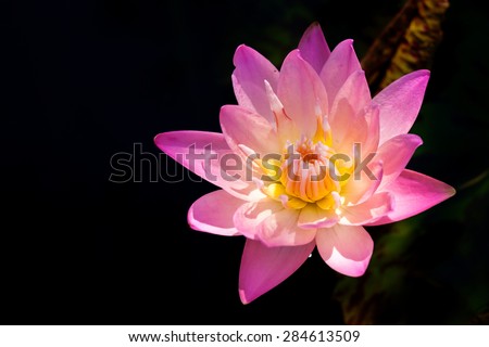 Pink flower lily lotus bloom floating on water
