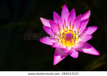 Purple flower lily lotus bloom floating on water