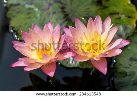 Two pink flower lily lotus bloom floating on water