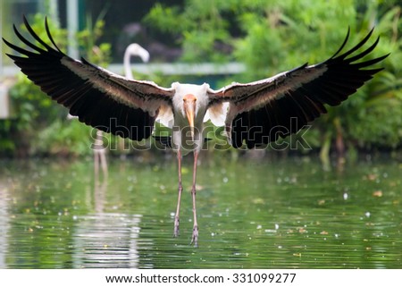 Big Flamingo Bird landing on the water river with green background