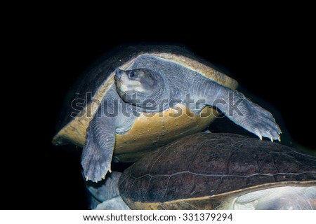 Turtle close up, swimming New guinea fly River Turtle