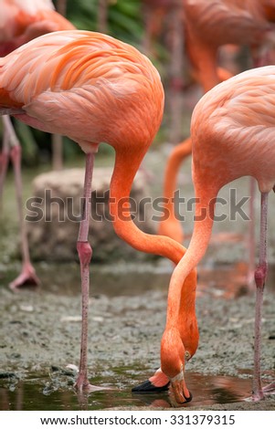 Two Wild life pink Caribbean Flamingo drinking water