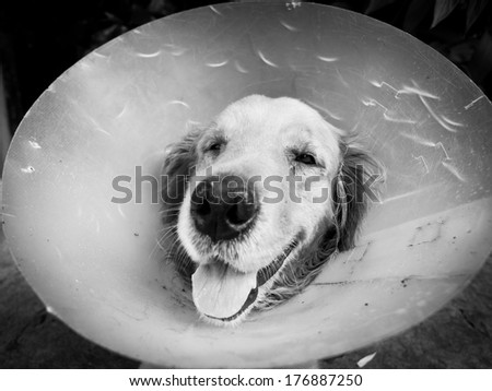Dog (Golden, Retriever) is agape and tongue-tied with funnel.Black and white style