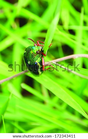 Jewel beetle, Metallic wood-boring beetle, Buprestid.