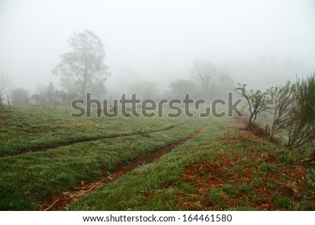 Foggy path, Asturias. Spain.