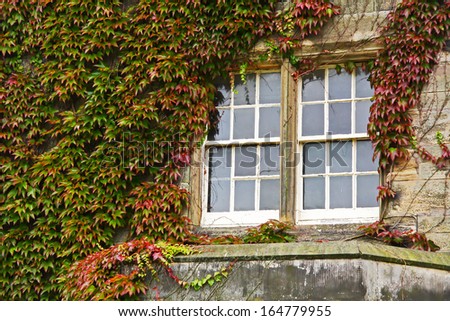 Ivy and window, ST Andrews, Scotland. UK.
