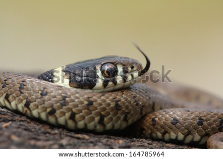 Grass snake (Natrix natrix) young moving his tongue