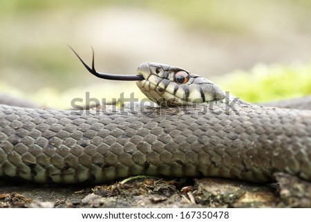Grass snake (Natrix natrix) adult moving his tongue