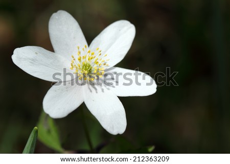 Wood anemone (Anemone nemorosa)
