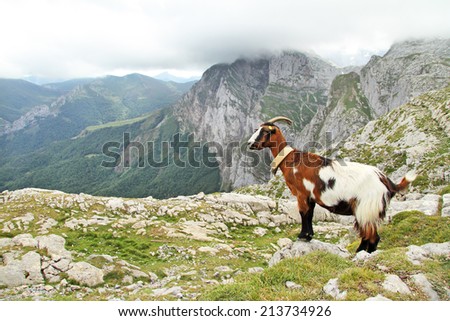 Goat looking to a great landscape in Fuente De, Picos de Europa, Cantabria, Spain.