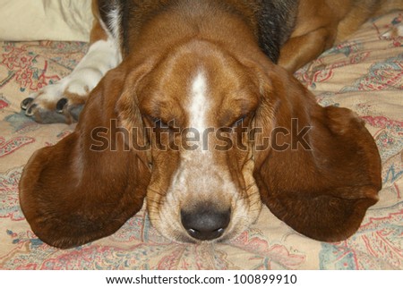 Sleeping basset hound with long, soft, floppy ears