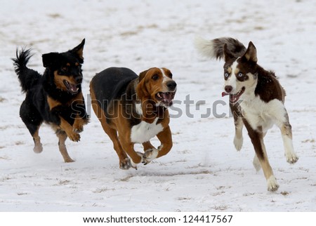 Three happy dogs at a Colorado off-leash dog park, winter.