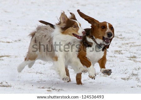 Who says dogs can\'t smile?  Two dogs, including a Basset Hound, have fun in the winter snow at a Colorado off-leash dog park.