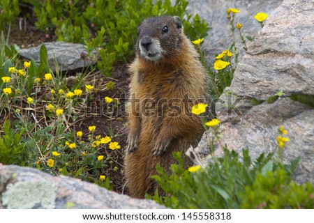 Yellow bellied marmot guards his home in Colorado\'s Holy Cross Wilderness, Summer.