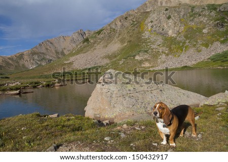 Colorado's Rocky Mountains - Basset Hound at the Continental Divide at Herman Lake