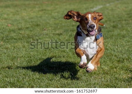 Basset hound having fun running in Colorado off-leash dog park