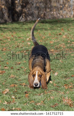 Basset hound tracks a scent at a Colorado off-leash dog park