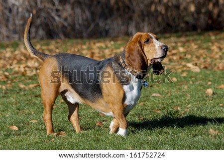 Basset hound having fun in Colorado off-leash dog park