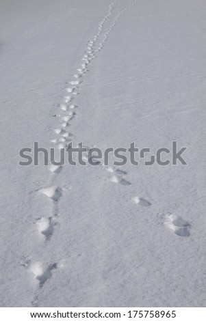 Yellowstone National Park in Winter, Wyoming USA - animal tracks on snow.
