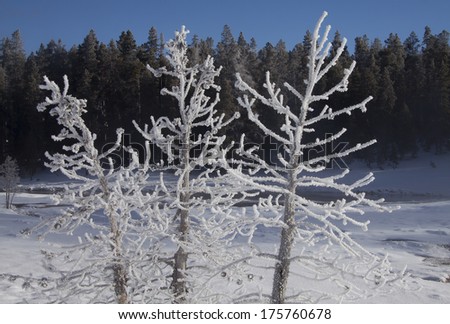 Yellowstone National Park in Winter, Wyoming USA - steam from geothermal pools and geysers forms rime frost on trees on a sunny morning.