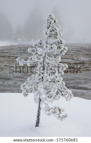 Yellowstone National Park in Winter, Wyoming USA - steam from geothermal pools and geysers forms rime frost on trees.