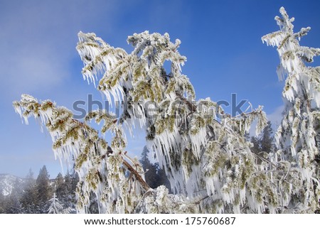Yellowstone National Park in Winter, Wyoming USA - steam from geothermal pools and geysers forms rime frost and icicles on trees on a sunny morning.