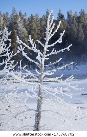 Yellowstone National Park in Winter, Wyoming USA - steam from geothermal pools and geysers forms rime frost on trees on a sunny morning.
