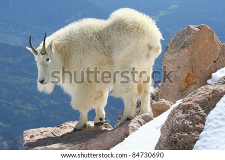 Mountain goat at the summit of Mount Evans in Colorado\'s Rocky Mountains