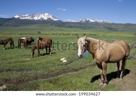 Horses grazing on ranch land in Summit County, Colorado, with Gore range of mountains in background, spring.