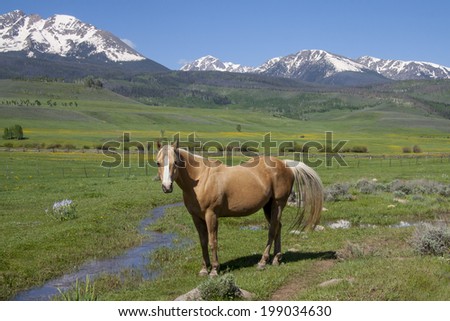 Horse grazing on ranch land in Summit County, Colorado, with Gore range of mountains in background, spring.