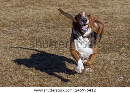 Basset hound having fun at Colorado off leash dog park